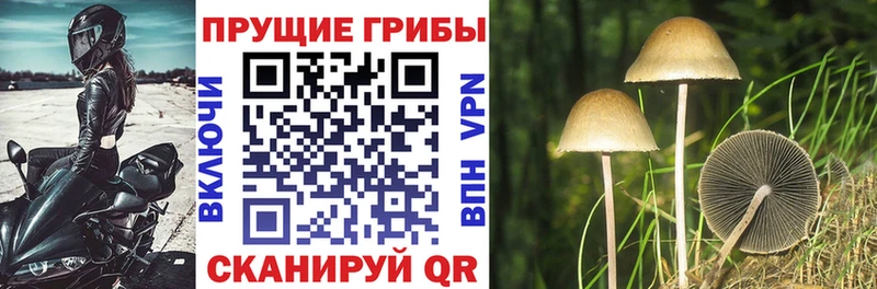 гидра сайт  где продают наркотики  Фатеж  Галлюциногенные грибы GOLDEN TEACHER 